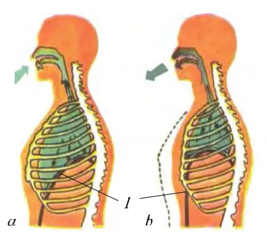 47-rasm. Nafas olish va nafas chiqarish harakatlarida ko‘krak qafasi va diafragmaning holati: a – nafas olish, b, d – nafas chiqarish; 1 – diafragma, 2 – qovurg‘alararo muskullar.