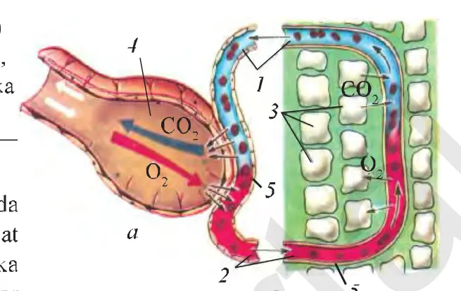 48-rasm. O‘pka (a) va to‘qimalarda (b) gaz almashinuvi sxemasi: 1 – vena qoni, 2 – arteriya qoni, 3 – hujayralar, 4 – o‘pka pufakchasi (alveola), 5 – kapillar.