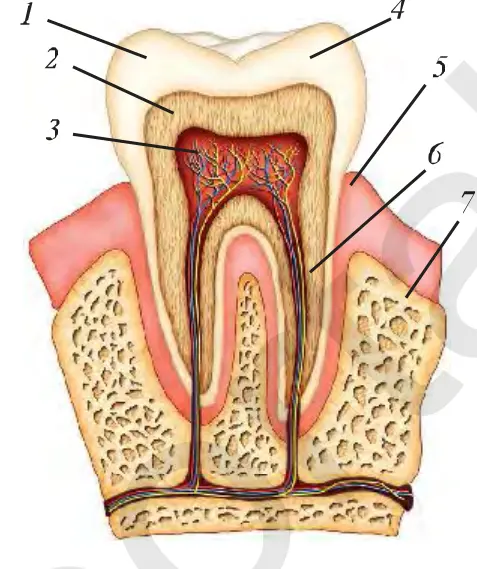 53-rasm. Tishning tuzilishi: 1 – emal, 2 – dentin, 3 – pulpa, 4 – koronka, 5 – milk, 6 – ildiz, 7 – jag‘ suyagi.