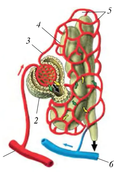 62-rasm. Nefronning tuzilishi: 1 – buyrak arteriyasi, 2 – nefron kapsulasi, 3 – arteriolalar, 4 – siydik naychasi, 5 – kapillarlar to‘ri, 6 – buyrak venasi.