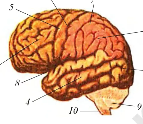 69-rasm. Bosh miya katta yarimsharlari po‘stlog‘i bo‘limlari: 1 – peshana bo‘limi, 2 – tepa bo‘limi, 3 – ensa bo‘limi, 4 – chakka bo‘limi, 5 – markazoldi egati, 6 – markaziy egat, 7 – markazorti egati, 8 – yon egat, 9 – miyacha, 10 – miya dastasi.