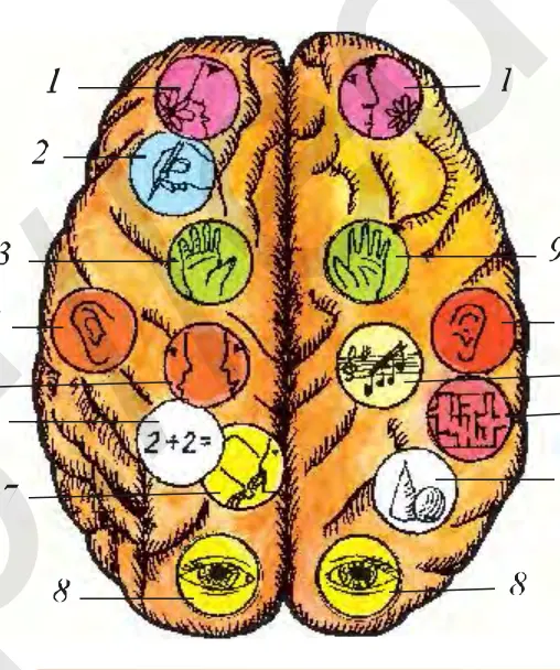 70-rasm. Bosh miya yarimsharlari po‘stlog‘ida oliy nerv markazlarining joylashuvi: 1 – hid bilish, 2 – sezish, 3 – harakatlanish, tuyg‘u, 4 – eshitish, 5 – nutq, 6 – hisoblash, 7 – o‘qish, 8 – ko‘rish, 9 – harakatlanish, tuyg‘u, 10 – ohang, musiqa, 11 – chamalash, 12 – geometrik obrazlarni sezish.