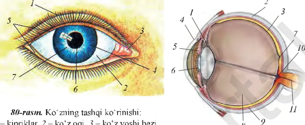 80-rasm. Ko‘zning tashqi ko‘rinishi: 1 – kipriklar, 2 – ko‘z oqi, 3 – ko‘z yoshi bezi, 4 – kamalak parda, 5 – yuqori va pastki qovoqlar, 6 – qorachiq, 7 – shoxsimon parda.