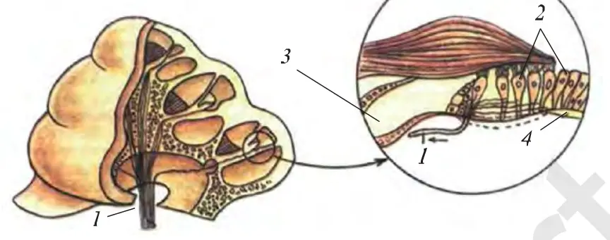 86-rasm. Ichki quloq chig‘anog‘ining tuzilishi: 1 – nerv, 2 – sezgir tukchali hujayralar, 3 – parda to‘siq, 4 – membrana.