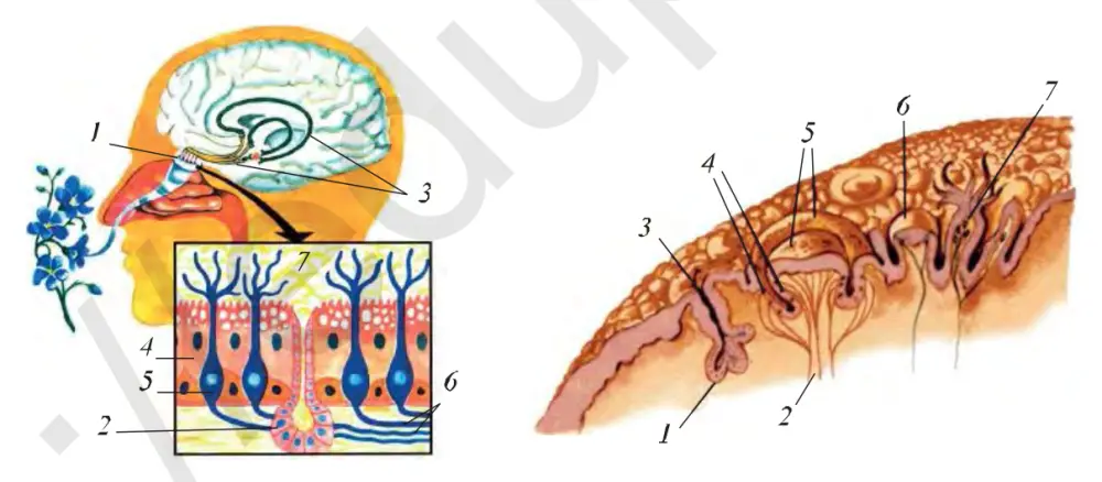 91-rasm. Hid bilish analizatori: 1 – burun bo‘shlig‘i, 2 – hidlash piyozchasi, 3 – hid bilish zonasi, 4 – tayanch hujayralar, 5 – retseptor hujayralar, 6 – kiprikchalar, 7 – shilimshiq parda. 92-rasm. Ta’m bilish so‘rg‘ichlari: 1 – bez, 2 – nervlar, 3 – bez suyuqligi yo‘li, 4 – ta’m bilish retseptorlari, 5 – egatsimon so‘rg‘ich, 6 – qo‘ziqorinsimon so‘rg‘ich, 7 – taktil so‘rg‘ich.