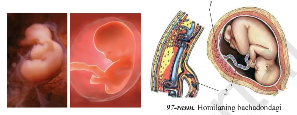 96-rasm. Bachadondagi homila. 97-rasm. Homilaning bachadondagi holati: 1 – yo‘ldosh, 2 – kindik ipi.