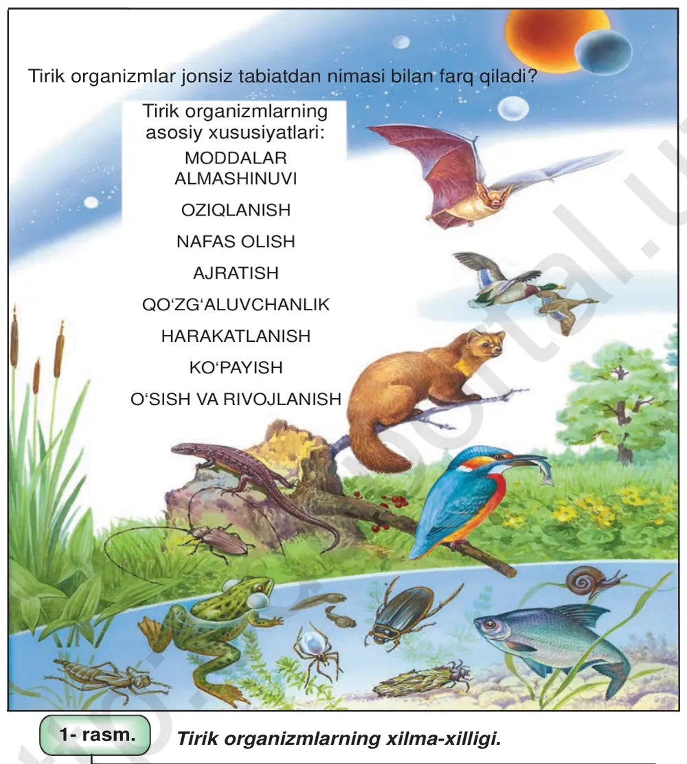 1- rasm. Tirik organizmlarning xilma-xilligi.