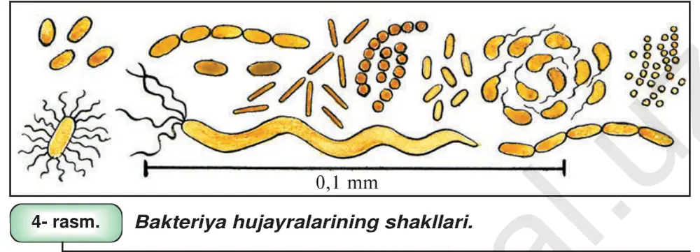 4- rasm. Bakteriya hujayralarining shakllari.