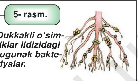 5- rasm. Dukkakli o‘sim liklar ildizidagi tugunak bakte riyalar.
