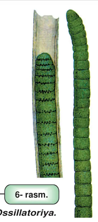 6- rasm. Ossillatoriya.