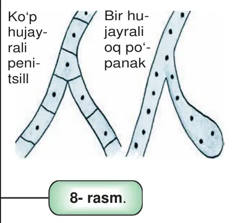 8- rasm. Zamburug‘lar mitselliysi ning mikroskop ostidagi ko‘rinishi.