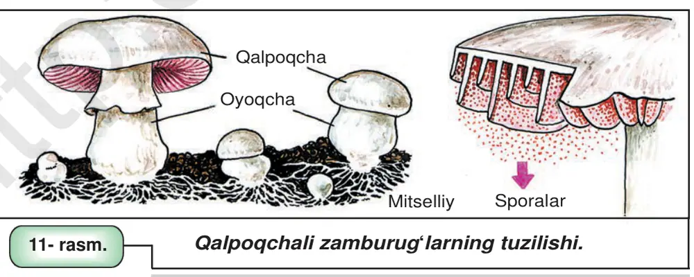 11- rasm. Qalpoqchali zamburug‘larning tuzilishi.