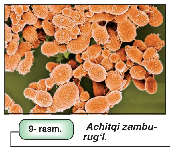 9- rasm. Achitqi zamburug‘i.