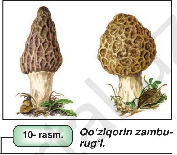 10- rasm. Qo‘ziqorin zamburug‘i.