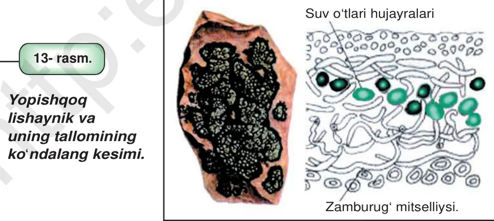 13- rasm. Zamburug‘ mitselliysi.