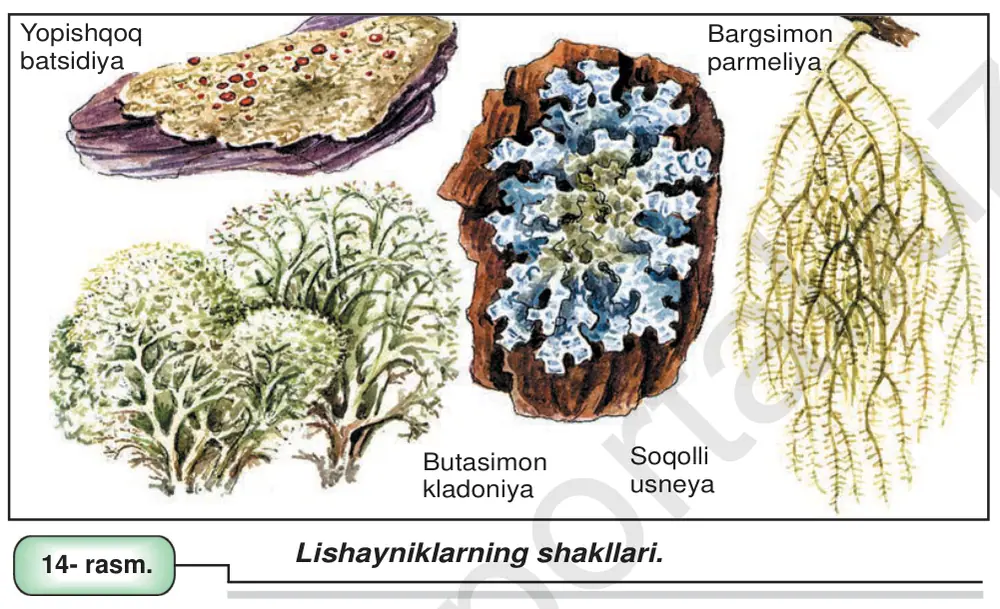 14- rasm. Lishayniklarning shakllari.