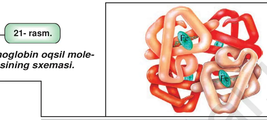 21- rasm. Gemoglobin oqsil mole kulasining sxemasi.