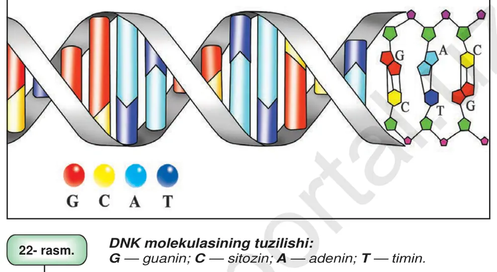 22- rasm. G —guanin; C —sitozin; A —adenin; T —timin.