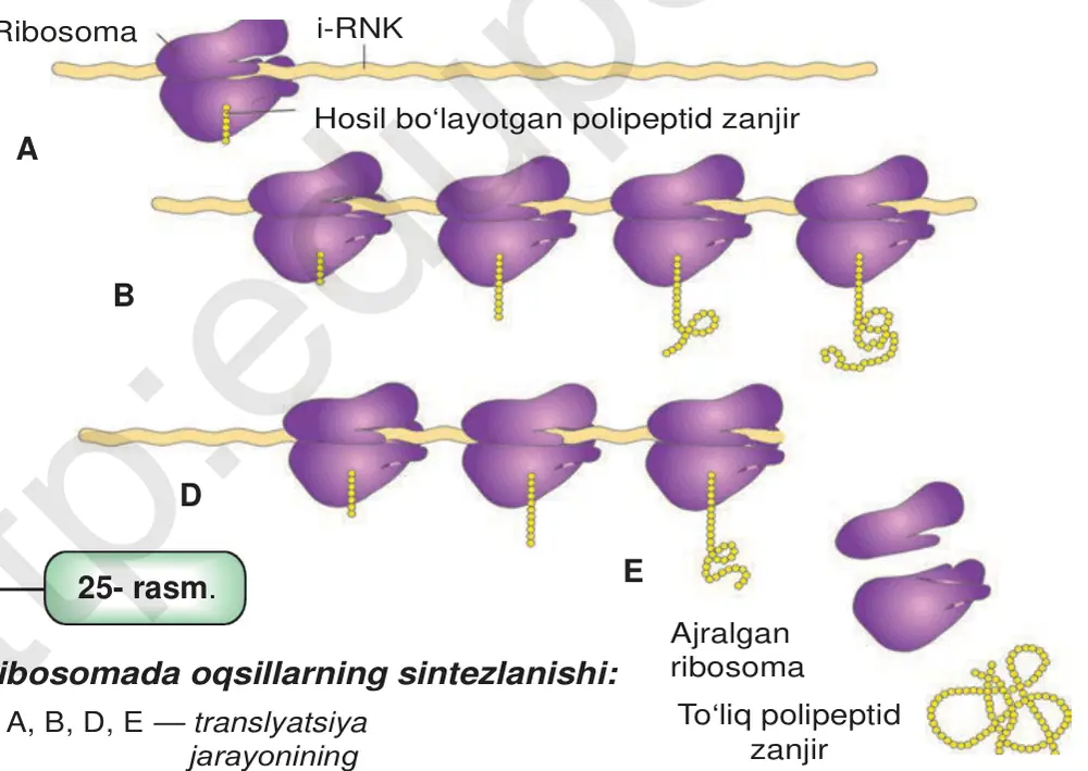 25- rasm. E Ajralgan ribosoma Ribosomada oqsillarning sintezlanishi: To‘liq polipeptid A, B, D, E — translyatsiya zanjir jarayonining bosqichlari.