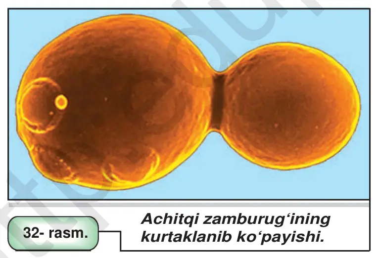 32- rasm. Achitqi zamburug‘ining kurtaklanib ko‘payishi.