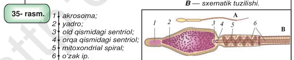 35- rasm. Sutemizuvchilar spermatozoidlari:A — umumiy ko‘rinishi; B — sxematik tuzilishi. 1 akrosoma; 2 yadro; 4 5 3 old qismidagi sentriol; 4 orqa qismidagi sentriol; 5 mitoxondrial spiral; 6 o‘zak ip.
