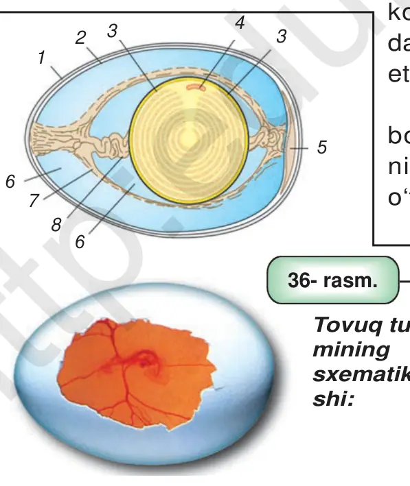 36- rasm. Tovuq tuxu- mining sxematik tuzili shi: