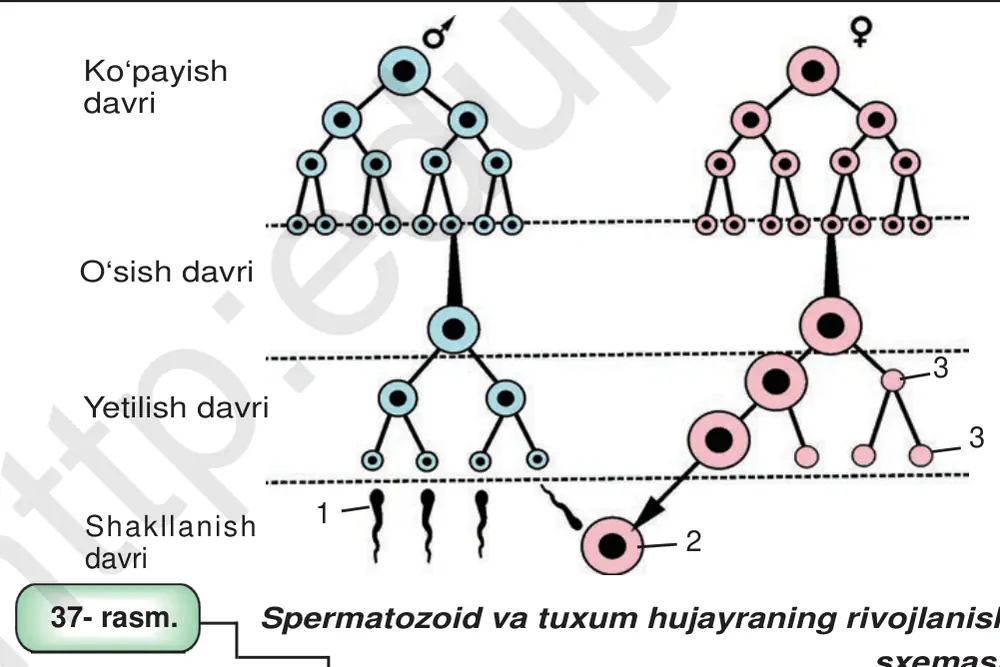 37- rasm. Spermatozoid va tuxum hujayraning rivojlanish sxemasi: 1 spermatozoid; 2 tuxum hujayra; 3 yo‘naltiruvchi tanachalar.