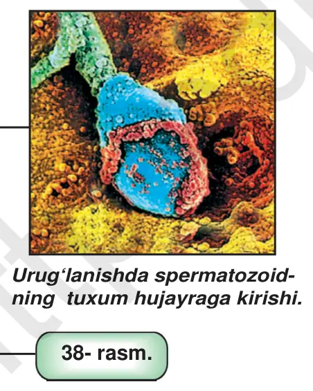 38- rasm. Urug‘lanishda spermatozoidning tuxum hujayraga kirishi.