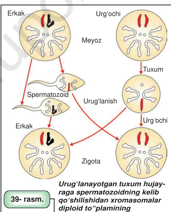 39- rasm. Urug‘lanayotgan tuxum hujay- raga spermatozoidning kelib qo‘shilishidan xromasomalar diploid to‘‘plamining qayta tiklanish sxemasi.