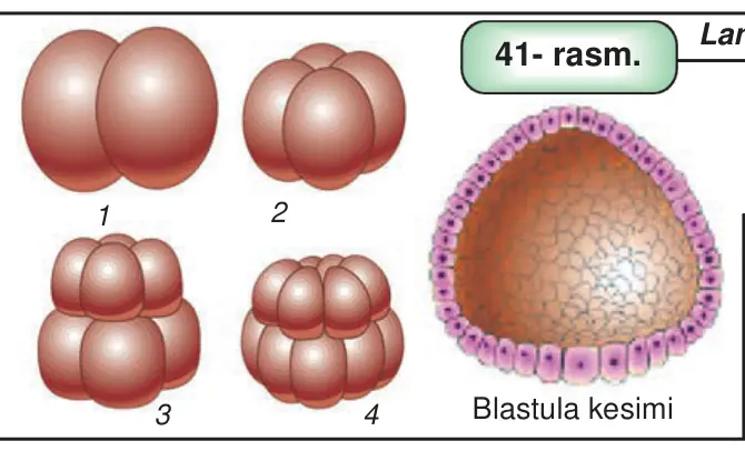 41- rasm. Lansetnik zigotasining maydalanishi: 1 2 talik blastomer bosqichi; 2 4 talik blastomer bosqichi; 3 8 talik blastomer; 4 16 talik blastomer.