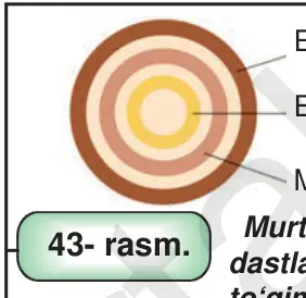 43- rasm. Mezoderma Murtakdagi dastlabki to‘qimalarda — murtak varaqlarining joylanishi.