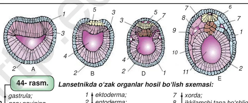 44- rasm. A B Lansetnikda o‘zak organlar hosil bo‘lish sxemasi: 1 ektoderma; A gastrula; B,D nerv nayining shakllanishi; E xorda, ichak nayi va 3- homila varag‘ining hosil bo‘lishi.