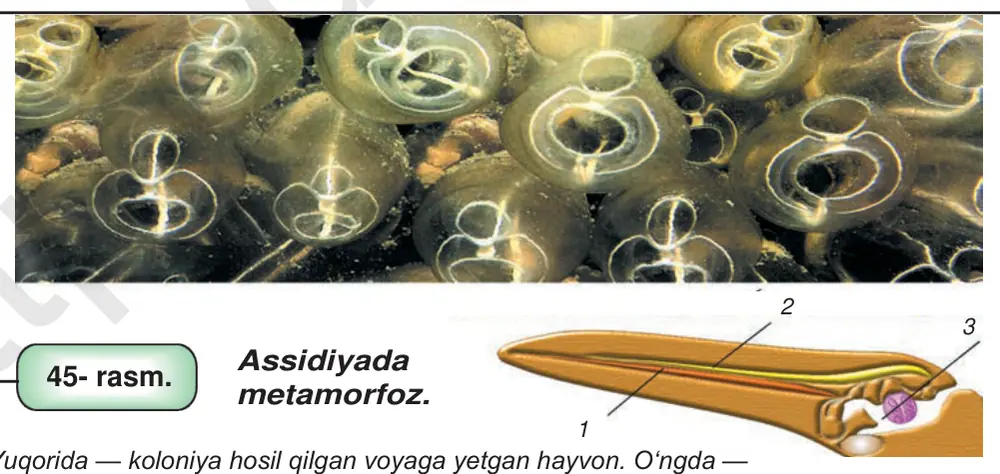 45- rasm. Assidiyada metamorfoz.