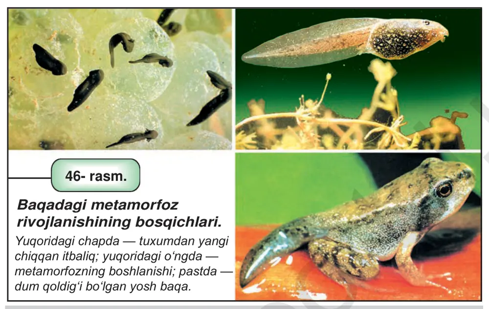 46- rasm. Baqadagi metamorfoz rivojlanishining bosqichlari. Yuqoridagi chapda — tuxumdan yangi chiqqan itbaliq; yuqoridagi o‘ngda — metamorfozning boshlanishi; pastda — dum qoldig‘i bo‘lgan yosh baqa.