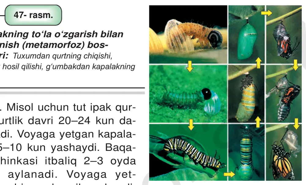 47- rasm. Kapalakning to‘la o‘zgarish bilan rivojlanish (metamorfoz) bos- qichlari:Tuxumdan qurtning chiqishi, g‘umbak hosil qilishi, g‘umbakdan kapalakning chiqishi.