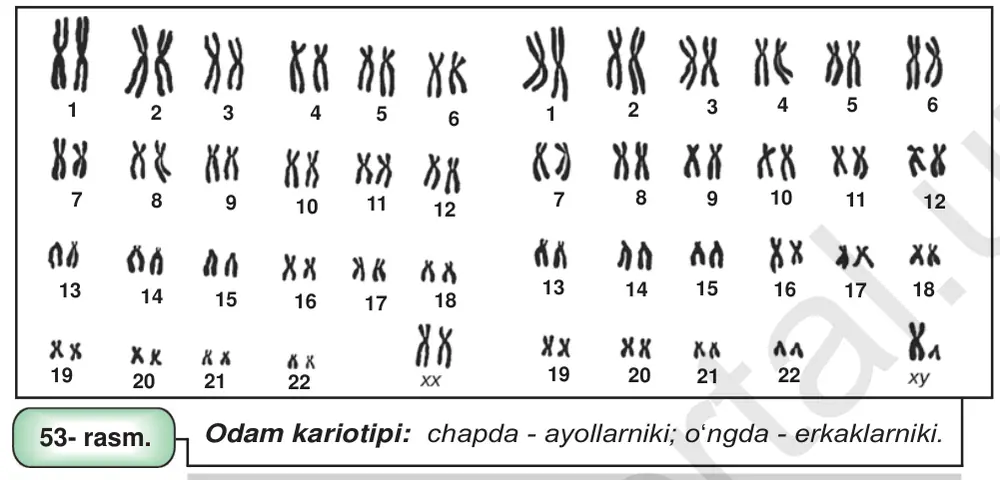 53- rasm. Odam kariotipi: chapda - ayollarniki; o‘ngda - erkaklarniki.