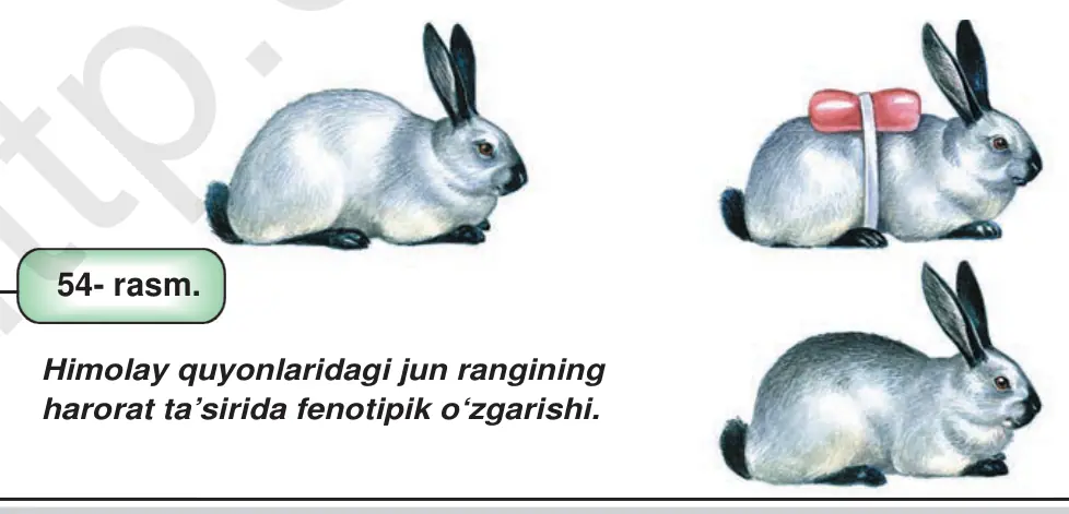 54- rasm. Himolay quyonlaridagi jun rangining harorat ta’sirida fenotipik o‘zgarishi.