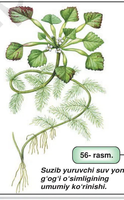 56- rasm. Suzib yuruvchi suv yon- g‘og‘i o‘simligining umumiy ko‘rinishi.