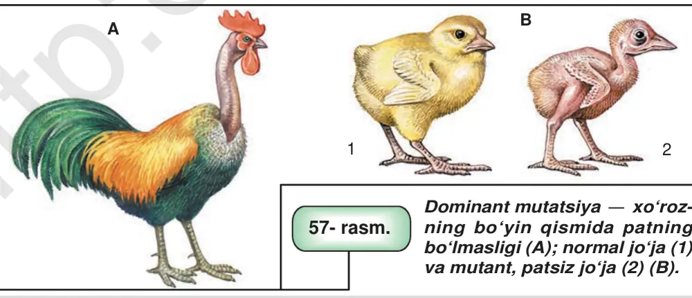 57- rasm. Dominant mutatsiya — xo‘roz ning bo‘yin qismida patning bo‘lmasligi (A); normal jo‘ja (1) va mutant, patsiz jo‘ja (2) (B).