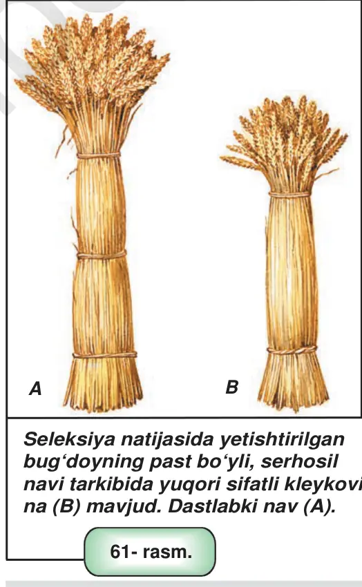 61- rasm. Seleksiya natijasida yetishtirilgan bug‘doyning past bo‘yli, serhosil navi tarkibida yuqori sifatli kleykovina (B) mavjud. Dastlabki nav (A).