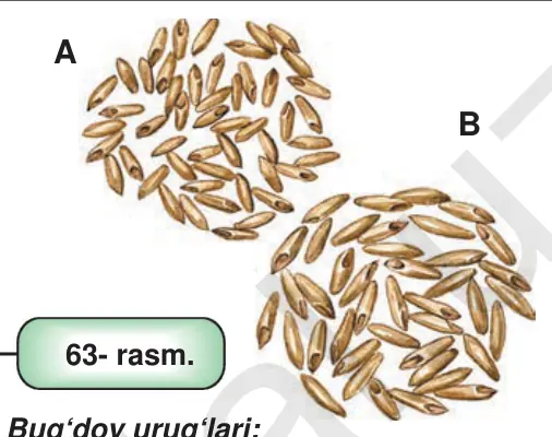 63- rasm. Bug‘doy urug‘lari: